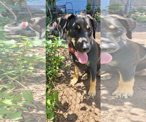 German Shepherd Dog-Unknown Mix Dogs for adoption in Oakhurst, NJ, USA