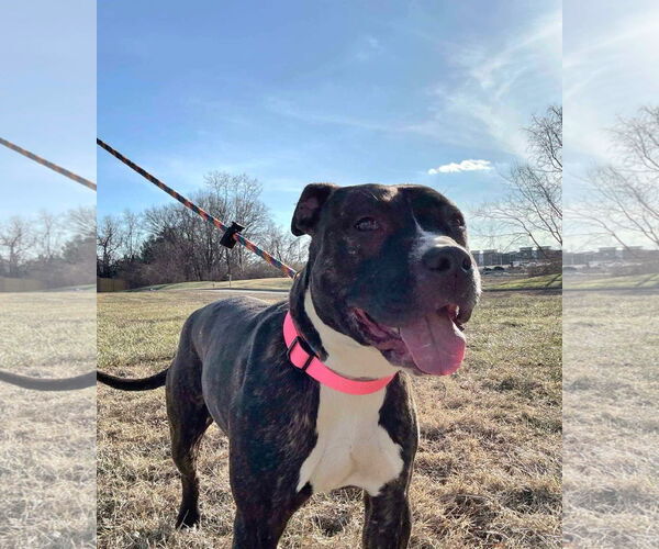 Medium Photo #8 American Pit Bull Terrier-Unknown Mix Puppy For Sale in Germantown, OH, USA