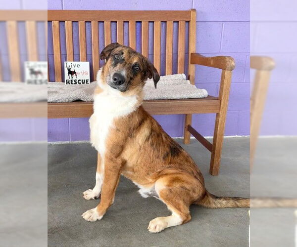 Medium Photo #3 Catahoula Leopard Dog-Collie Mix Puppy For Sale in Genesee, WI, USA