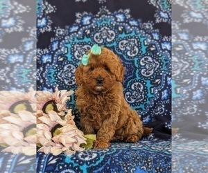 Cavapoo Puppy for sale in NEW PROVIDENCE, PA, USA