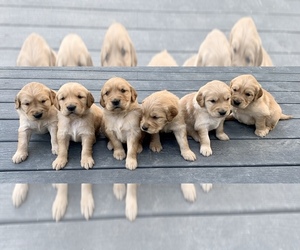 Golden Retriever Puppy for sale in Langley, British Columbia, Canada