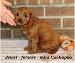 Image preview for Ad Listing. Nickname: Jewel