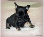 Small #1 French Bulldog