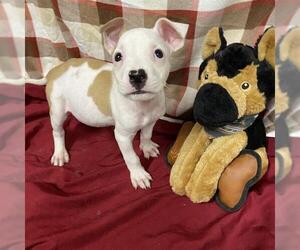 American Pit Bull Terrier-Unknown Mix Dogs for adoption in Modesto, CA, USA