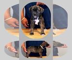 Small Photo #5 America Bandogge Mastiff-American Bandogge Mix Puppy For Sale in JOLIET, IL, USA