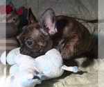 Small Photo #1 French Bulldog Puppy For Sale in ELIZ CITY, NC, USA