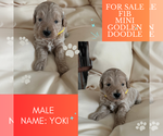 Puppy Puppy 4 Yoki Golden Retriever-Poodle (Toy) Mix