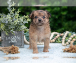 Puppy Pebbles Chihuahua