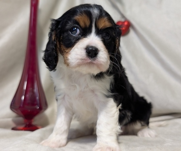 Medium Photo #9 Cavalier King Charles Spaniel Puppy For Sale in GOSHEN, IN, USA
