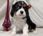 Small #8 Cavalier King Charles Spaniel