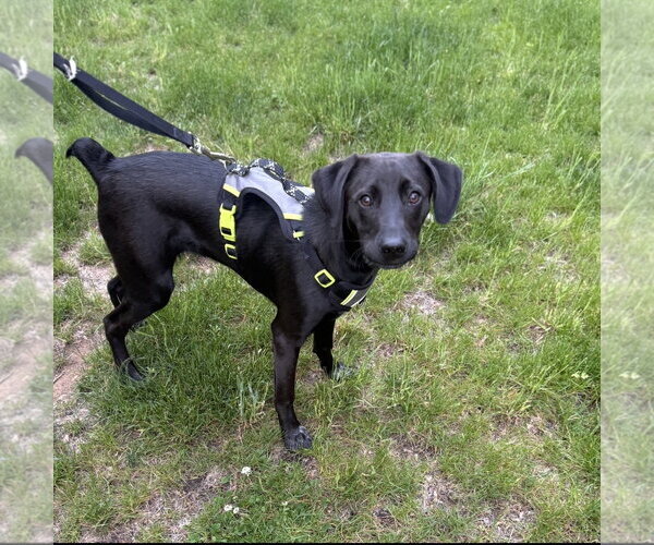Medium Photo #1 Labrador Retriever-Unknown Mix Puppy For Sale in Rockaway, NJ, USA