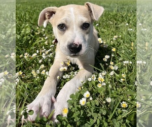 Labrador Retriever-Mutt Mix Dogs for adoption in FREMONT, CA, USA