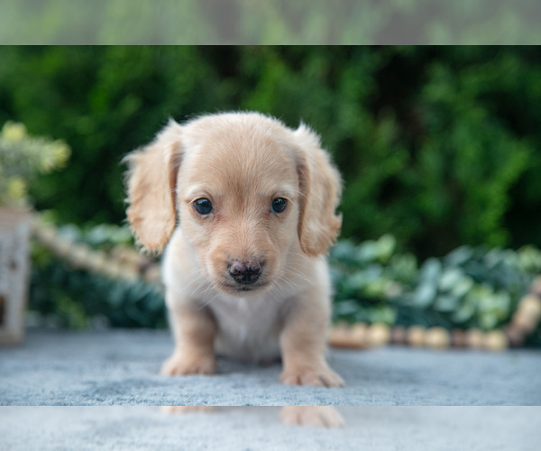 Medium Photo #2 Dachshund Puppy For Sale in GOSHEN, IN, USA
