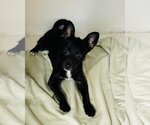 Small Photo #5 Chihuahua-Unknown Mix Puppy For Sale in Gulfport, MI, USA