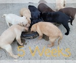Small Photo #19 Labrador Retriever Puppy For Sale in KATHLEEN, GA, USA