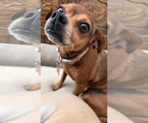 Nugget - Adopt Me! - Female Chihuahua-Unknown Mix Dog for Adoption - Photo #2
