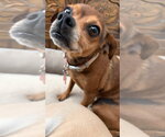 Small Photo #2 Chihuahua-Unknown Mix Puppy For Sale in Lake Forest, CA, USA