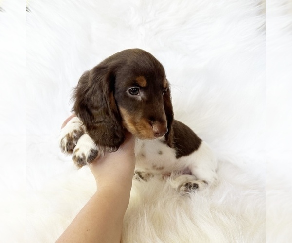 Medium Photo #10 Dachshund Puppy For Sale in DAVIS, CA, USA