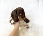 Small #9 Dachshund
