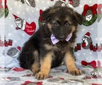 Small German Shepherd Dog