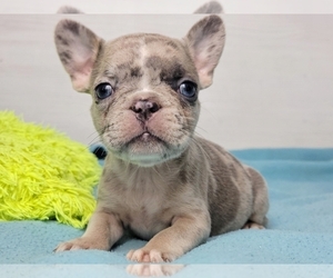 French Bulldog Puppy for sale in BOSTON, MA, USA