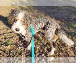 Small #3 Bernese Mountain Dog-Poodle (Miniature) Mix