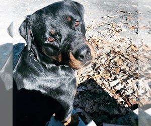 Rottweiler Puppy for sale in IRON MOUNTAIN, MO, USA
