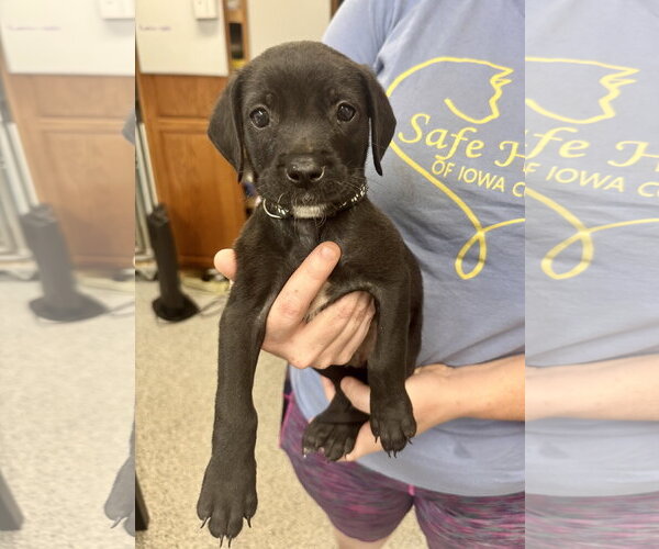 Medium Photo #1 Borador Puppy For Sale in Williamsburg, IA, USA
