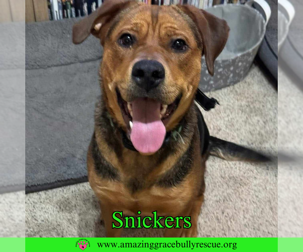 Medium Photo #2 Shepweiller Puppy For Sale in Milton, FL, USA