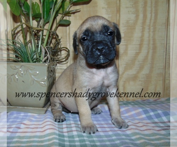 Medium Photo #2 Mastiff Puppy For Sale in CABOOL, MO, USA
