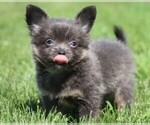Small #30 Chihuahua