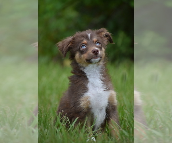Medium Photo #1 Miniature Australian Shepherd Puppy For Sale in PALM COAST, FL, USA