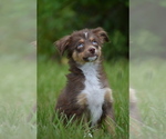 Small Miniature Australian Shepherd