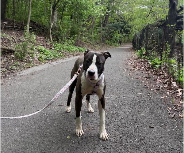 Medium Photo #2 Mutt Puppy For Sale in Rockaway, NJ, USA