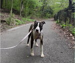Small #1 Mutt