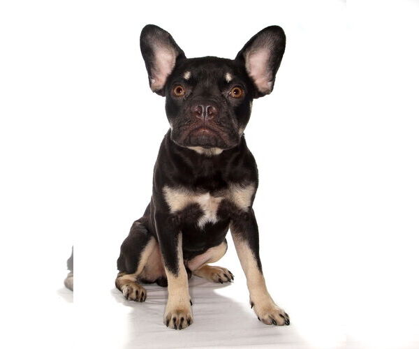 Medium Photo #3 French Bulldog-Unknown Mix Puppy For Sale in Oakland Park, FL, USA