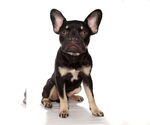 Small #2 French Bulldog Mix