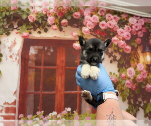 Mutt Dogs for adoption in San Bernardino, CA, USA