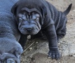 Puppy Bruno Chinese Shar-Pei