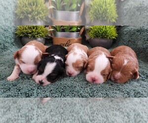 Cavapoo (Miniature) Litter for sale in CARLISLE, KY, USA