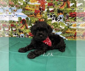 Schnoodle (Miniature) Puppy for sale in WINNSBORO, LA, USA