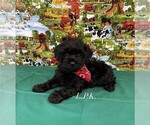 Image preview for Ad Listing. Nickname: Tiny Maverick