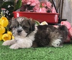 Small #2 Shih Tzu