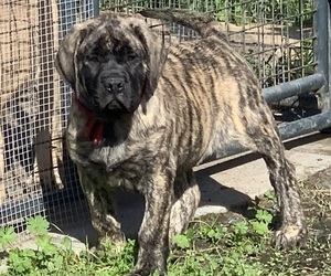 Mastiff Puppy for sale in CHAUVIN, LA, USA