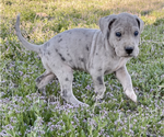 Puppy Spots male Daniff
