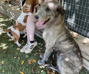 Mother of the Irish Wolfhound puppies born on 03/31/2024