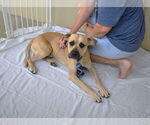 Small #1 Bullmastiff Mix