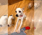 Small #1 Jack Russell Terrier Mix