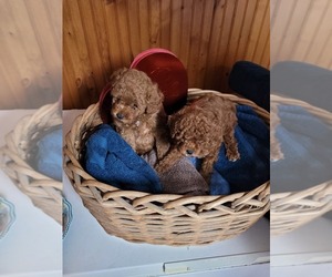 Poodle (Miniature) Puppy for sale in LETTS, IA, USA