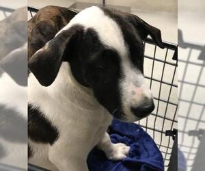 Labrador Retriever Dogs for adoption in Conroe, TX, USA